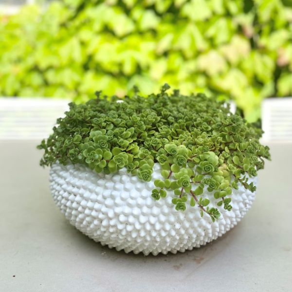 Ivory House mode porci bowl available from www.thecollectivenz.com